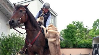 Kater Simba und Wolfhund Jesper reiten mit Pferd Bailey aus.