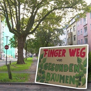In Koblenz kämpfen die Anwohner der Südallee für den Erhalt der Bäume.