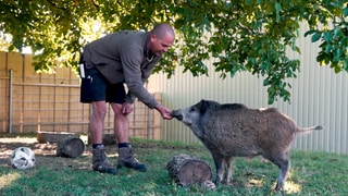 Wildschwein als Haustier