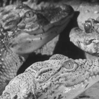 Ein Stuttgarter Zahnarzt hielt in den 50er Jahren Krokodile als Haustiere.