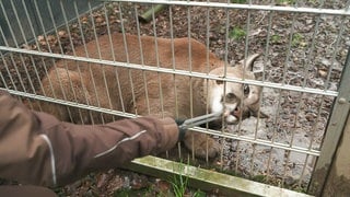 Puma Tikam hat in der Wildtierstation in Maßweler ein Gehege nur für sich allein.