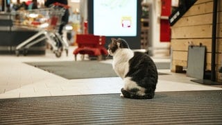 Kater Franz lässt sich täglich im Vorraum des Einkaufsmarktes blicken.