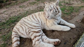 Tiger Charlota in der Wildtierstation Maßweiler