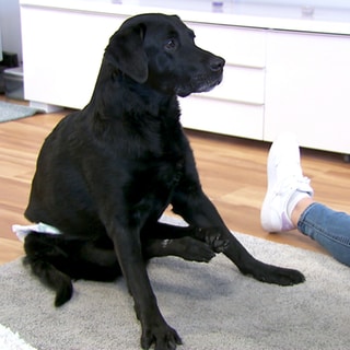 Labrador Nerone lebt mit Handicap