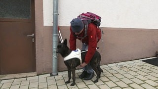 So unterstützt Blindenführhündin Aika ihr Herrchen