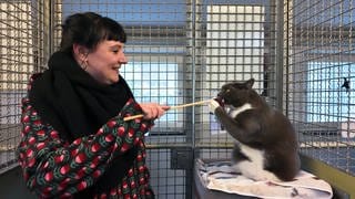 Kuschliges Ehrenamt: Katzenstreichler im Tierheim