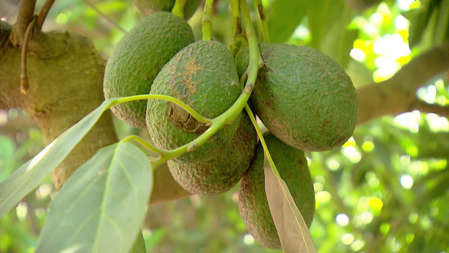 Avocado - Fruchtstand an Baum mit mehreren Avocados