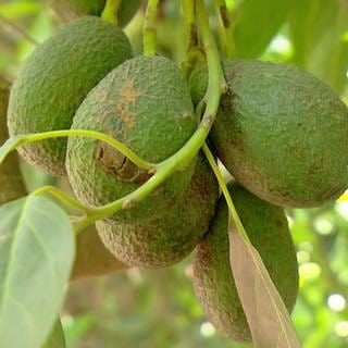 Avocado - Fruchtstand an Baum mit mehreren Avocados