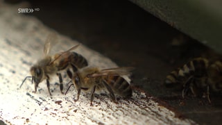 Zwei Bienen