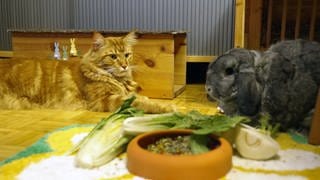 Katze und Kaninchen am Futternapf