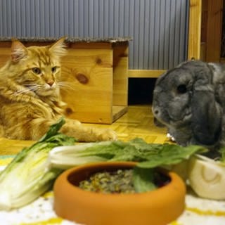 Katze und Kaninchen am Futternapf