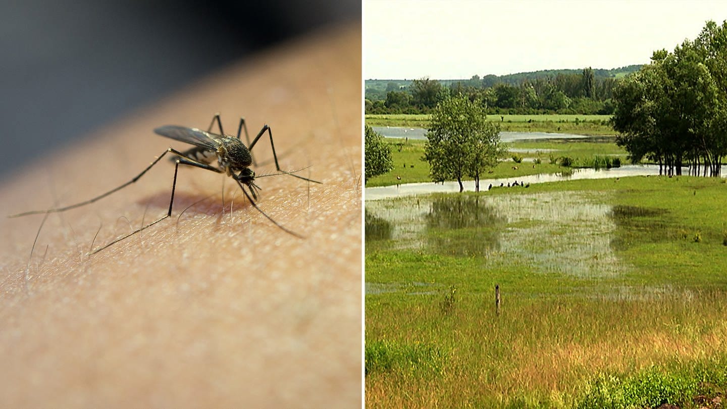 Stechmückenplage wegen Hochwasser
