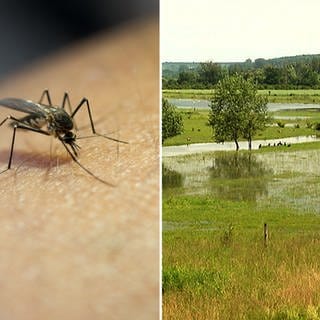 Stechmückenplage wegen Hochwasser