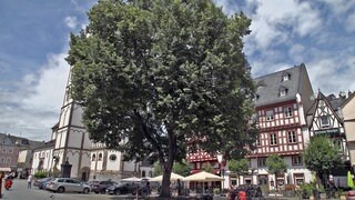 Die Marktlinde in Boppard