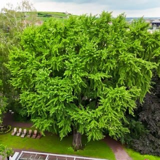 Serie Alte Bäume: Der alte Ginkgo aus Bad Dürkheim