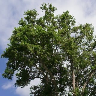 Serie Alte Bäume: Die alte Platane in Bendorf