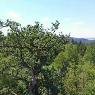 Die Bollinger Eiche steht im Soonwald.