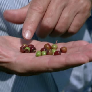 Eine Hand auf der Apfelbeeren liegen.