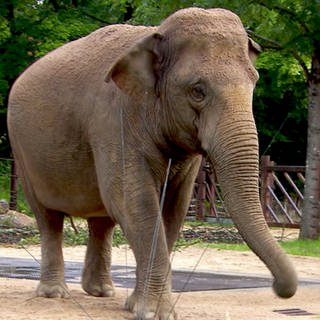 Reportage Neuer Elepahnt im Zoo Karlsruhe