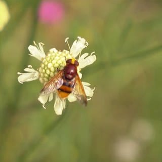 Eine Biene auf einer Blume