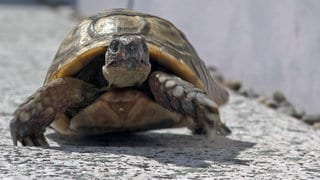 Schildkröte Flori ist schon über 80