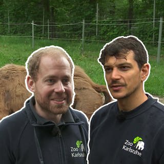 Die Zoo Docs vor einem Wisent