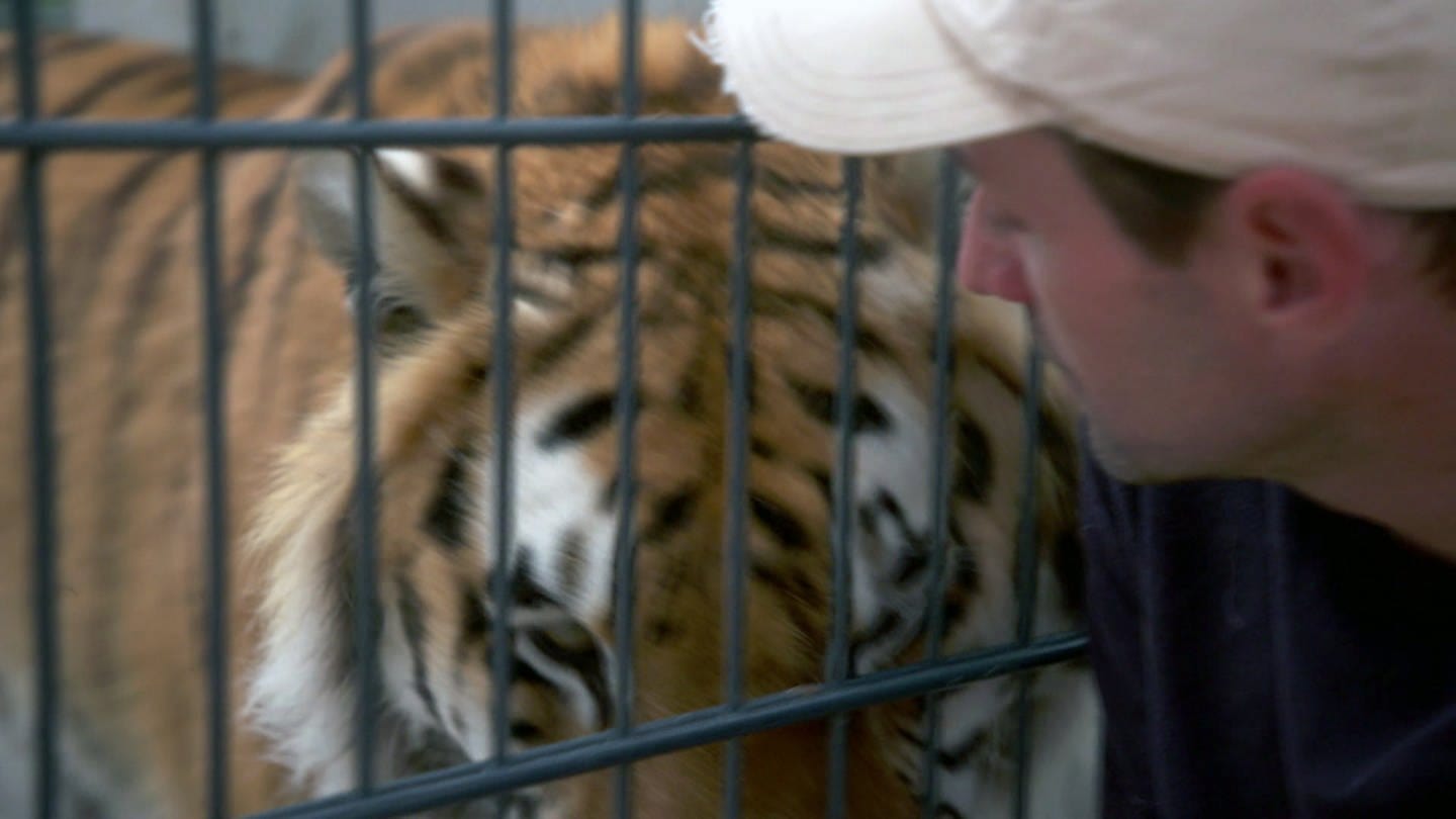 Tierpfleger und ehemaliger Dompteuer Christian Walliser vor dem Käfig einer seiner Tiger