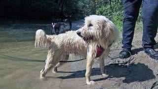 Hündin Hermine ist eine echte Wasserratte