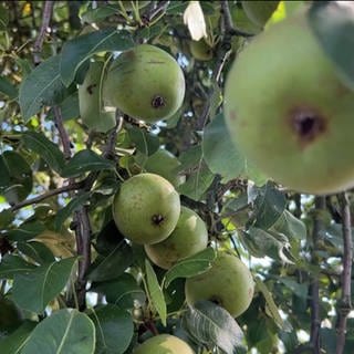 Obstbaum mit Äpfeln