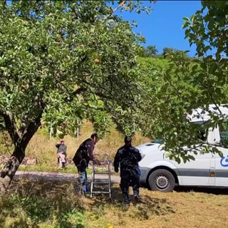 Apfelbaum auf Streuobstwiese wird geerntet