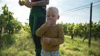 Ein echtes Happening: Bei der Ernte im ältesten Weinberg von Aspisheim ist das halbe Dorf dabei.