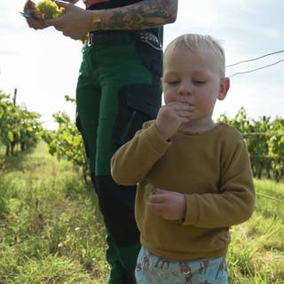 Ein echtes Happening: Bei der Ernte im ältesten Weinberg von Aspisheim ist das halbe Dorf dabei.