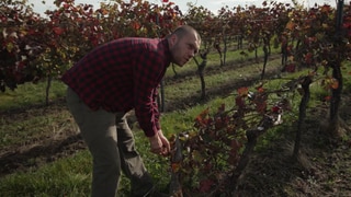 An der Arbeit bei der Weinlese