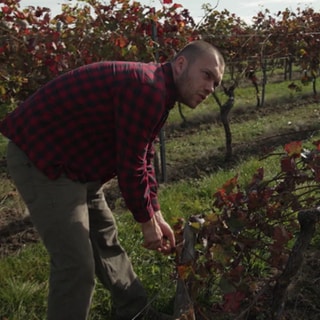 An der Arbeit bei der Weinlese