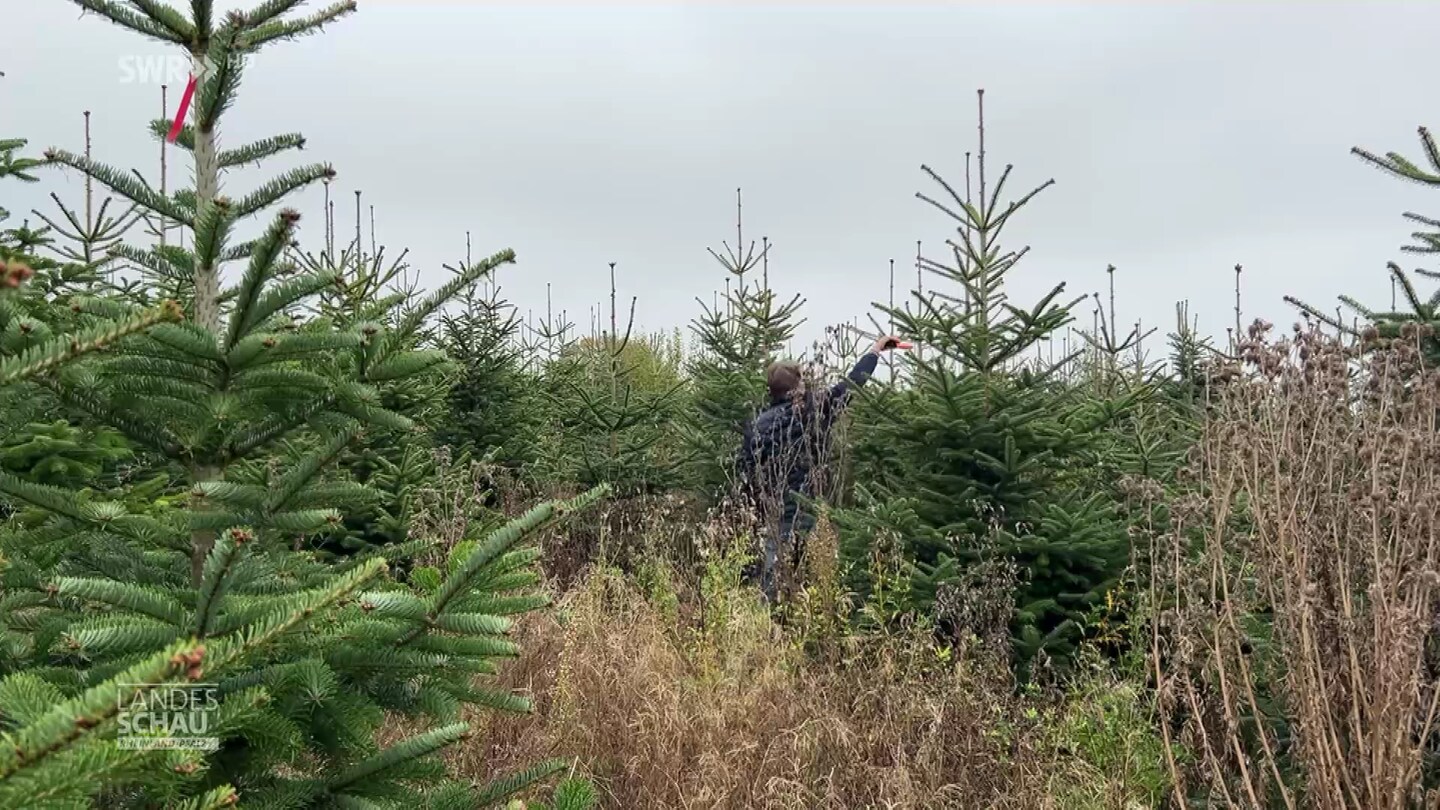 Mann kümmert sich um Weihnachtsbaum