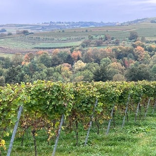 Der Weitblick auf der Hiwweltour-Strecke bei Ingelheim