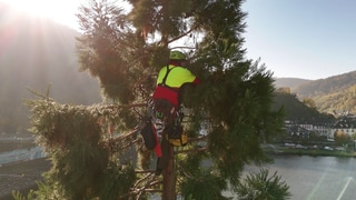 Ein Kletterer hängt die Lichterkette and die Äste des Mammutbaums