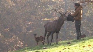 Tierpark Rolandseck bereitet sich auf die Winterpause vor