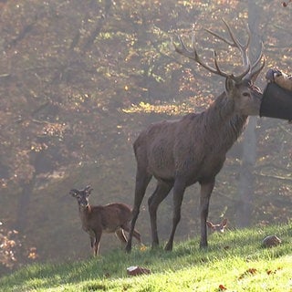 Tierpark Rolandseck bereitet sich auf die Winterpause vor