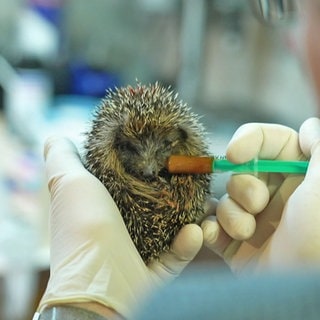 Ein Igel wird mit einer Spritze gefüttert.