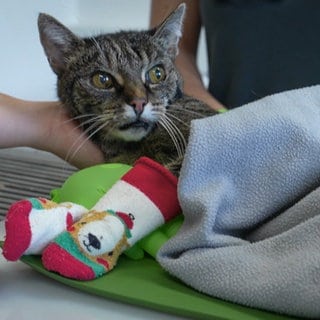 Susanne Fügen leitet eine "cat-friendly"-Klinik in Daun