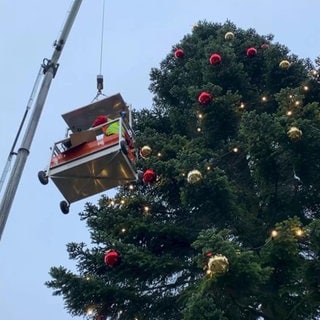 Die Weihnachtsfichte