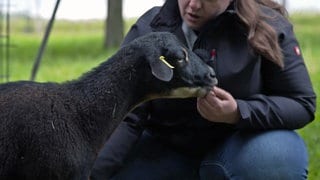 Kamerunschaf Gundi ist verschmust