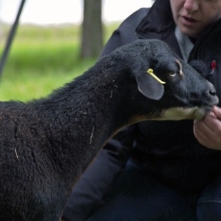 Kamerunschaf Gundi ist verschmust