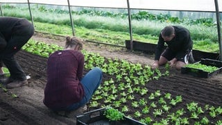 Feldsalat wird gesetzt: Dutzende Freiwillige packen mit an