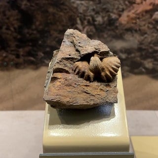 Das Fossil eines Armfüßers aus dem Devon-Zeitalter