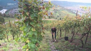 Jan-Philipp Bleeke bewirtschaftet seine Weinberge