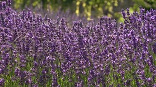 Wie man Lavendel als Arznei einsetzen kann