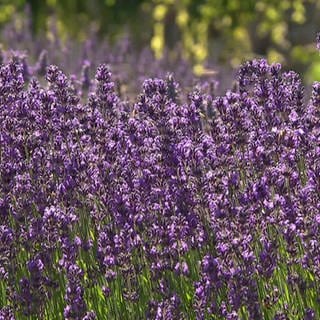 Wie man Lavendel als Arznei einsetzen kann