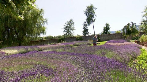 Gärtnermeister Klaus Schlosser baut in seinem "Kräutergarten Klostermühle" in Edenkoben rund 40 verschiedene Sorten an.